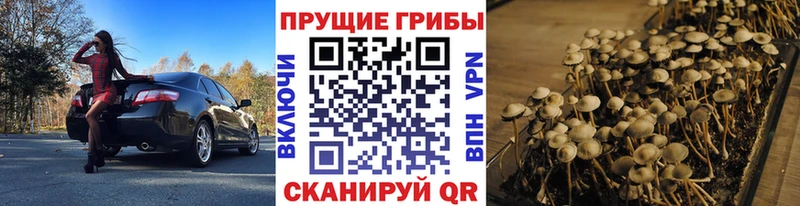 купить наркоту  Волгоград  Галлюциногенные грибы Psilocybe 